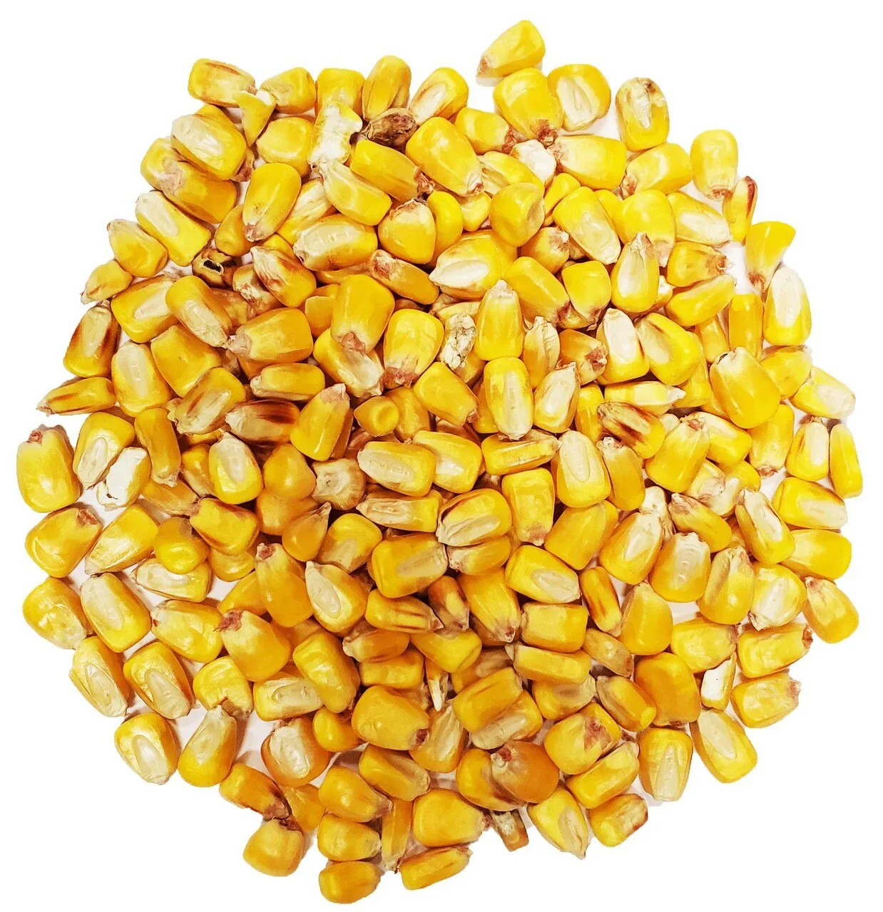 High nutrition product Yellow corn for animal feed ready for export