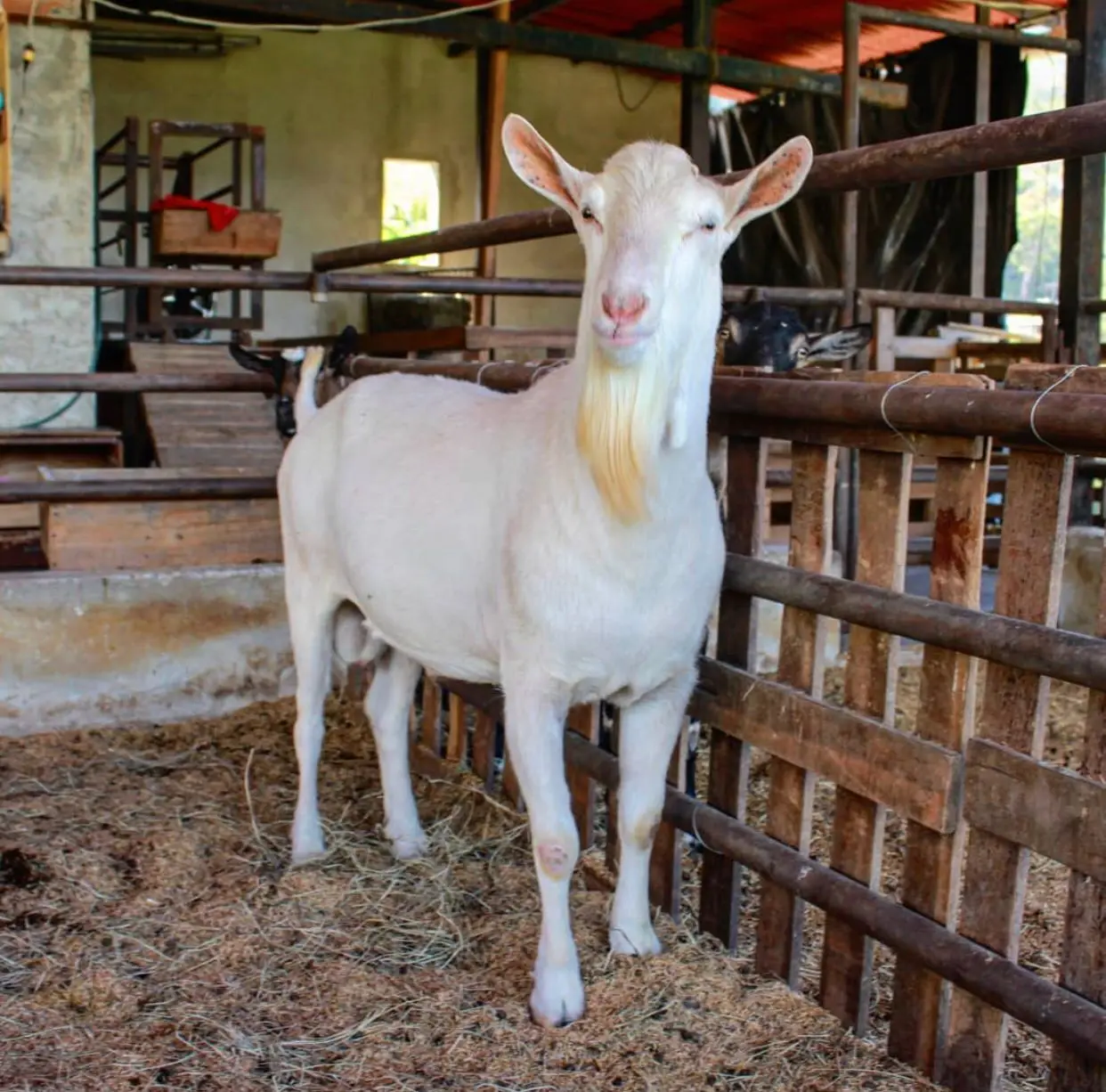 Live Saanen Goat For sale High Quality Live Stock Boer Goat Available For Sale At Low Price