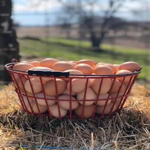 Large Fresh Brown 30 Eggs per Paper Tray /Fresh Brown Eggs 12 Trays per Carton  Wholesale Price / OEM