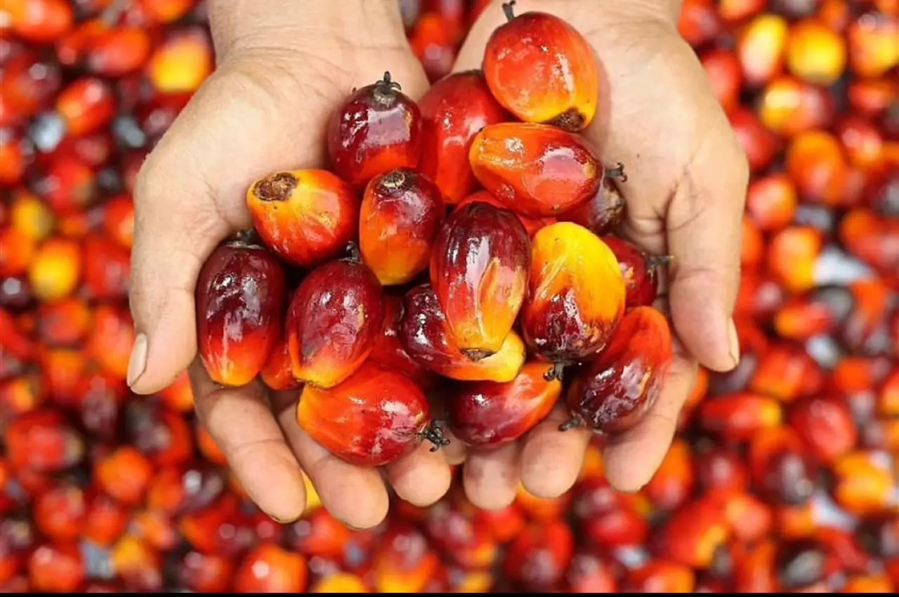 CHEAP PURE REFINED PALM OILREADY TO EXPORT / Affordable Red Palm Oil /  Cheap pure Crude Palm Oil
