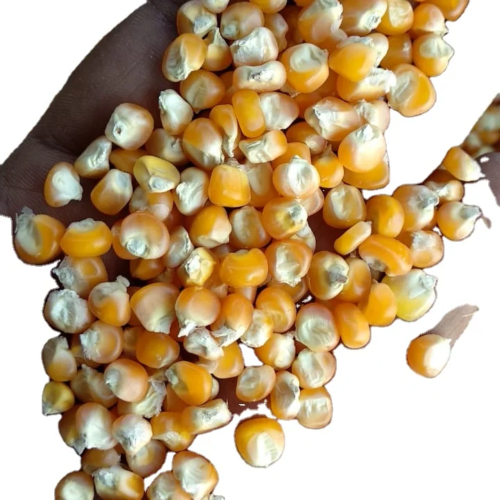 Best Quality Yellow Corn Available at Wholesale Prices Best Selling Maize Corn From India For Export Sale