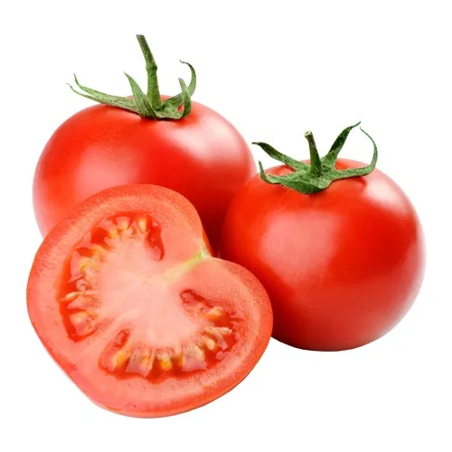 delicious fresh tomato export at good price