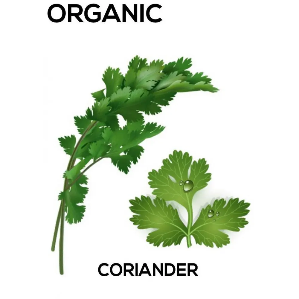 Hot Sale Best Suppliers Coriander Herbs Products Coriander Food Seasonings Coriander