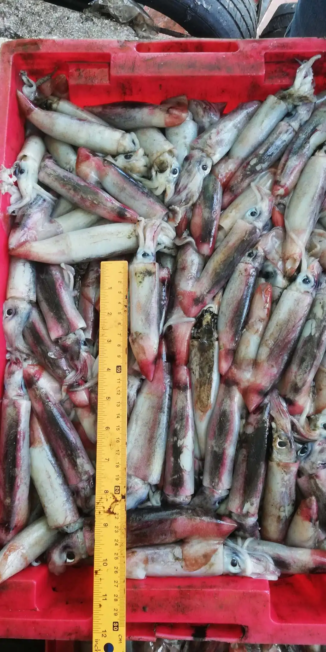 Quality Best Nature Catching Processing IQF Raw Whole Parts Fishing frozen squid Black Squid from Vietnam