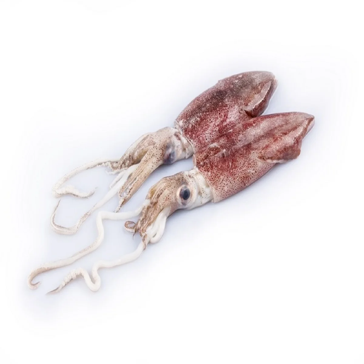 Top quality frozen loligo squid whole cleaned
