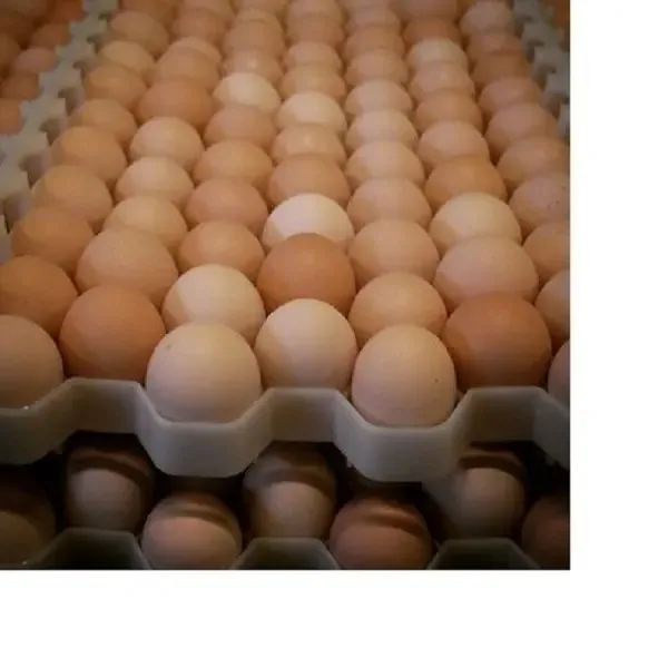 Fresh Chicken Eggs / Round Table Eggs