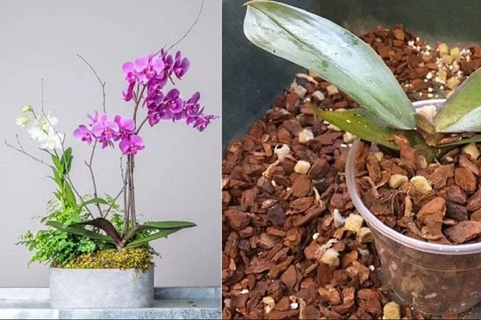 THE LARGEST SUPPLIERS ABOUT COCO PEAT CHIP GROW BAG FROM INDONESIA WITH HIGH QUALITY AND NUTRIENT BEST CHOICE OF NURSERY SEEDS