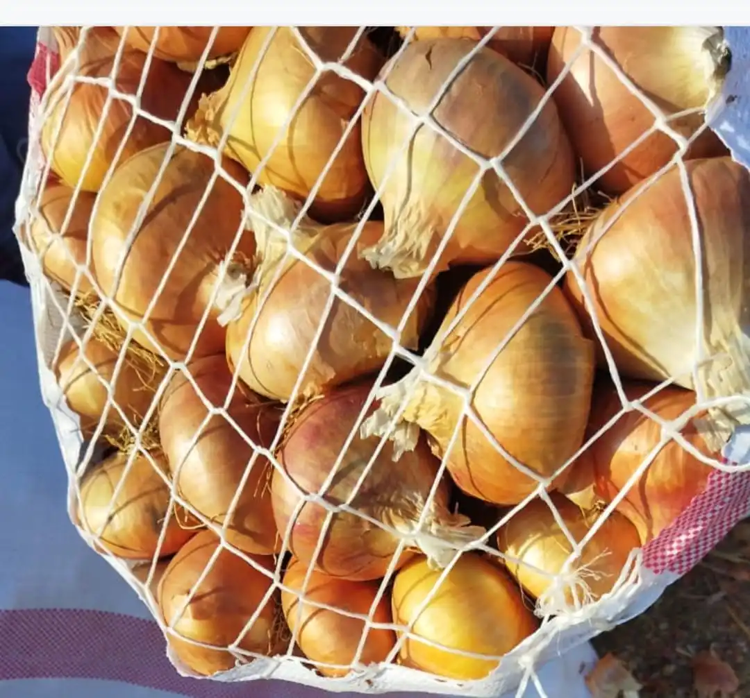 Fresh yellow onion export crop 2023