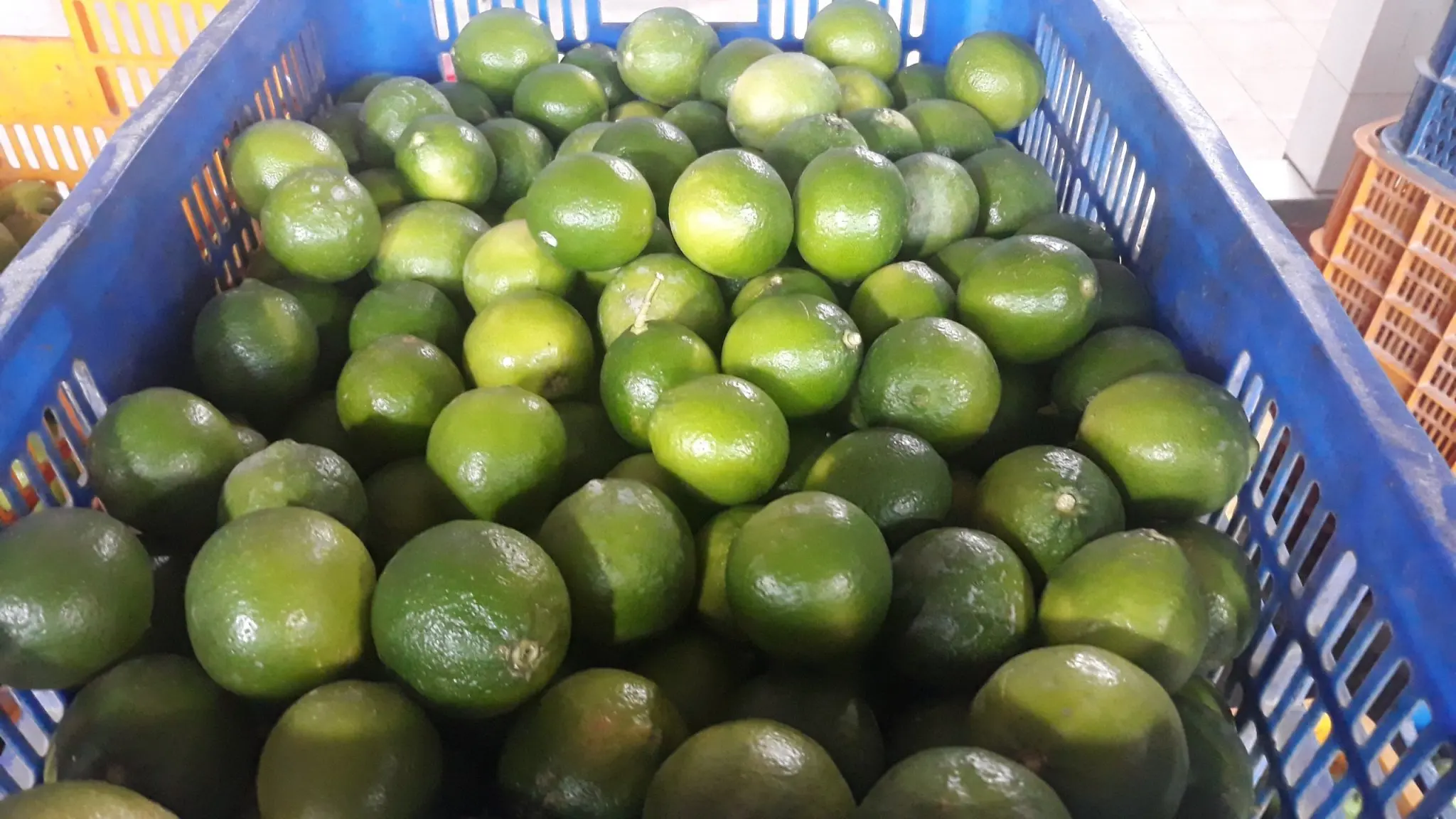 fresh green lime 6.jpg
