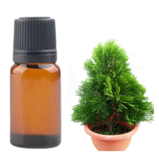 Buy Bulk THUJA ESSENTIAL OIL Wholesale price  from india largest manufacture kanha nature oils