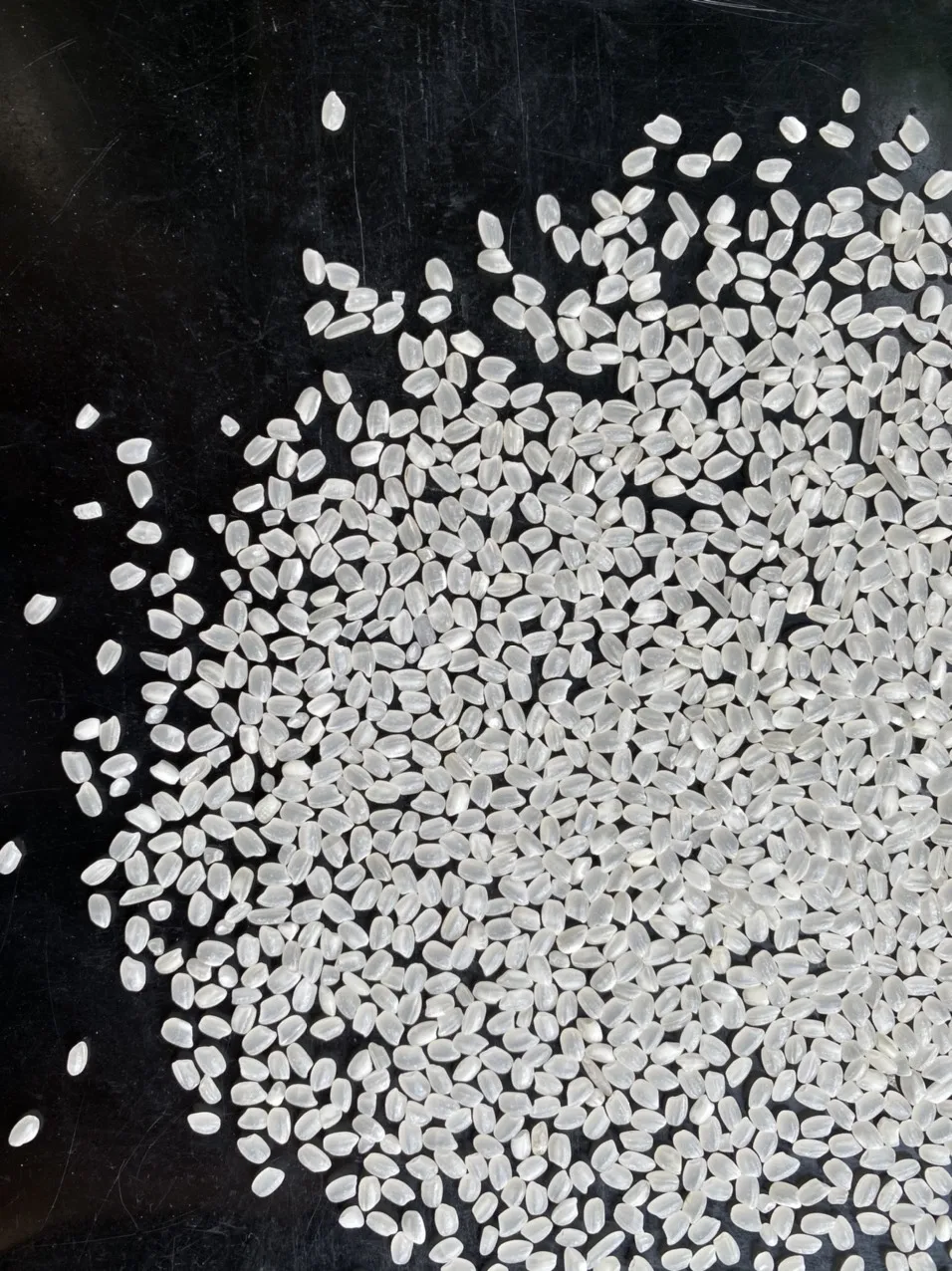 JAPONICA/SUSHI/CALROSE RICE/ROUND RICE 5% BROKEN Best Quality Fresh Specialty White Soft Short Grain Rice In Vietnam ANNA DO +84