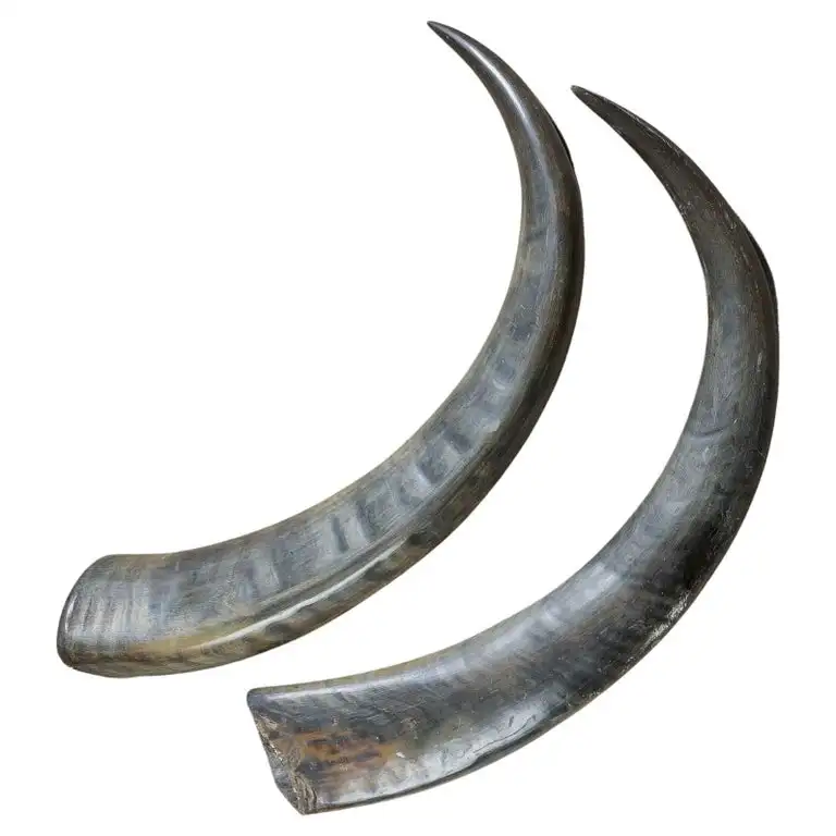 Natural Buffalo Horn Drinking Buffalo Horn Hot selling Product Viking Horn Wholesale Product Price