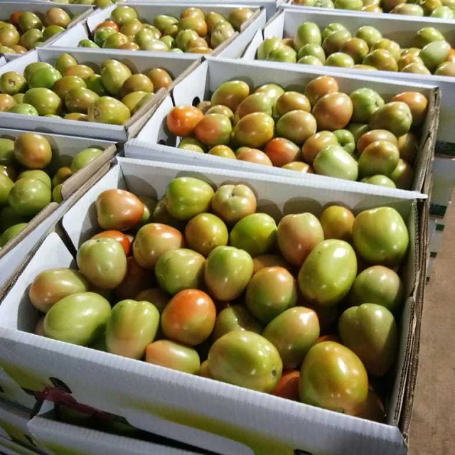 Wholesale Fresh Beef Tomatoes, Cherry Tomatoes, Fresh Plum Tomatoes 2024 New Harvest