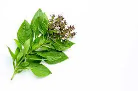 High Quality Holy Basil Extract Powder Tulsi Ocimum Tenuiflorum Extract Holy Basil Extract supply from india