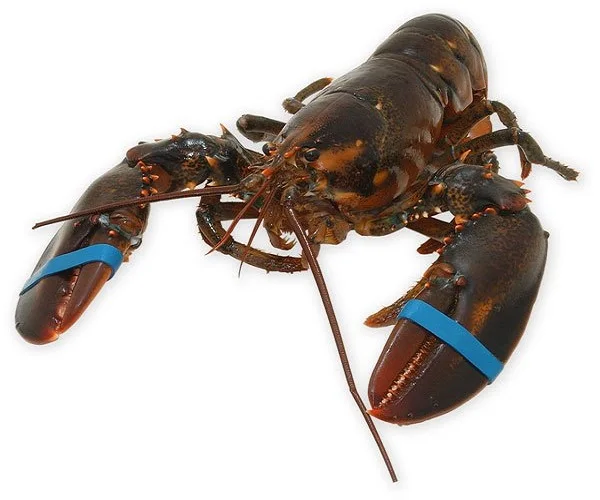 Competitive Price SPINY LOBSTER/ FROZEN RAW LOBSTER Export Standard