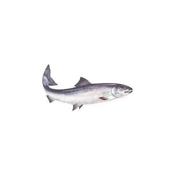 Hot sale Frozen Atlantic Salmon Fish ready for sale Farm Raised Atlantic Salmon Fillet Seafood Frozen Salmon Fish From