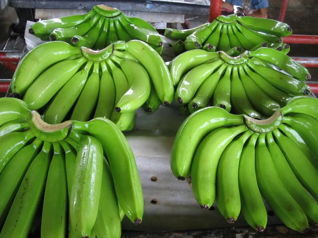 Crop Green Tropical Banana OEM Style Organic Cavendish Color Weight Origin Type Variety Grade Product ISO Fresh Fruit Place