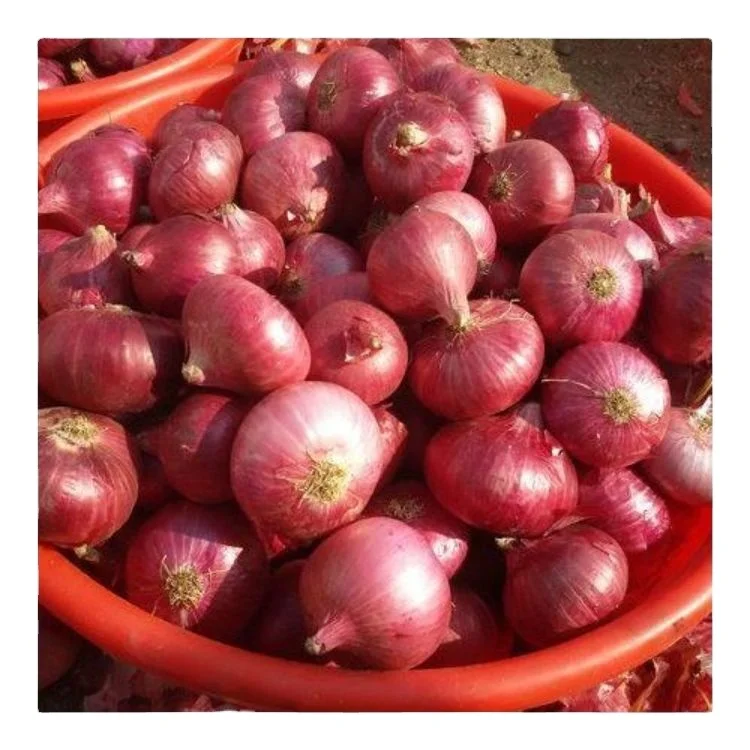 market price is lowest Fresh Red Onion in bulk