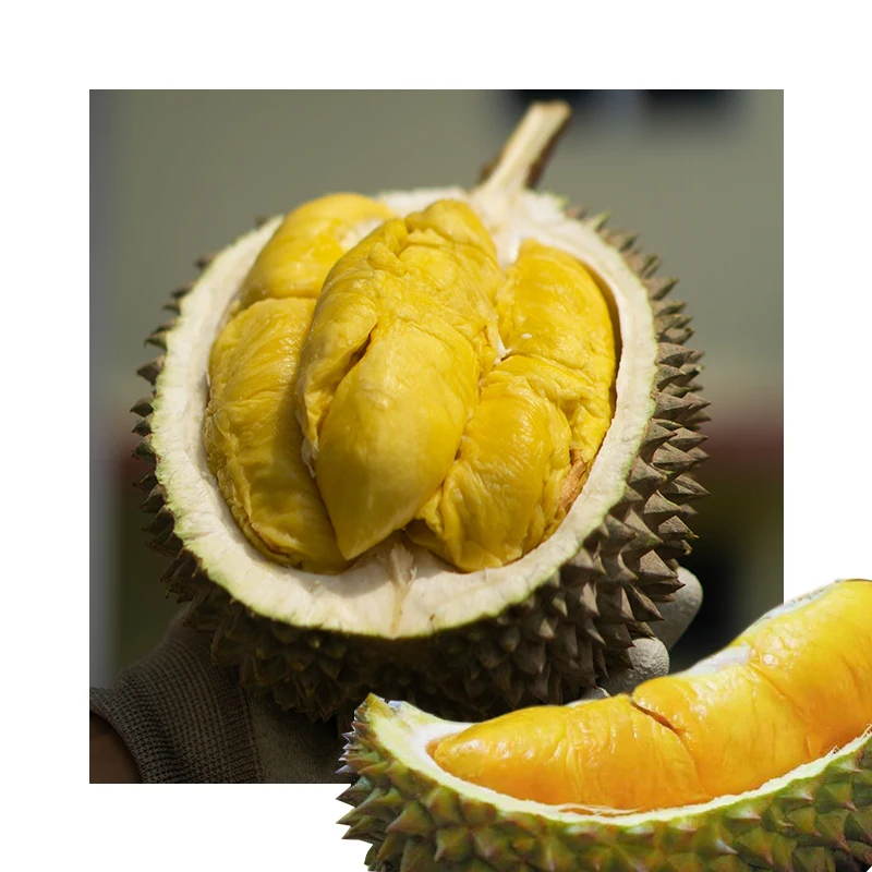 Malaysia Premium High Grade Smooth and Sweet Flesh Fresh D24 Durian (Fresh Fruit) with Yellow Thick Firm