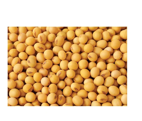 Order Special Offers on Soybean Seed Indulge in Nutrient-Rich Seeds for Successful Farming at Discounted Prices