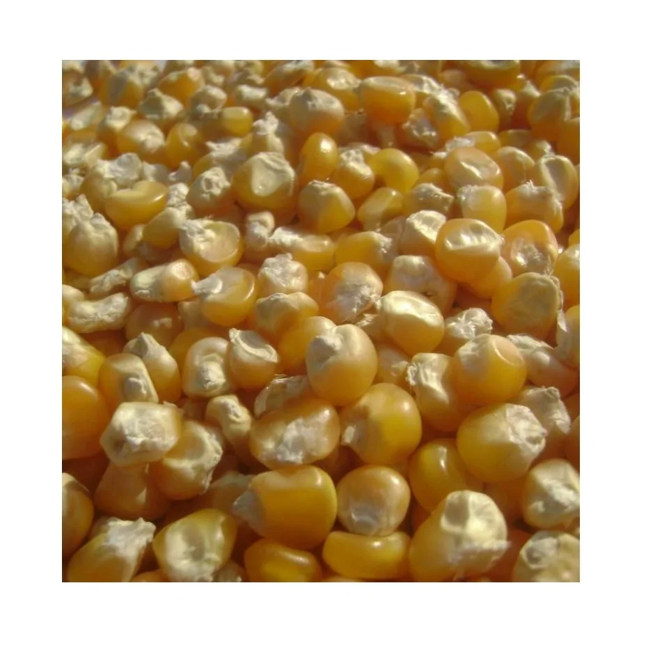 Yellow corn Maize - Wholesale Canadian Sweet Yellow Corn For Animal Feed