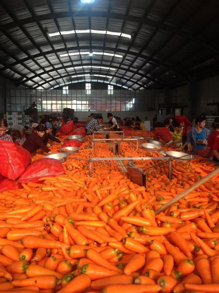 Оптовая свежая красная Морковь из Вьетнама