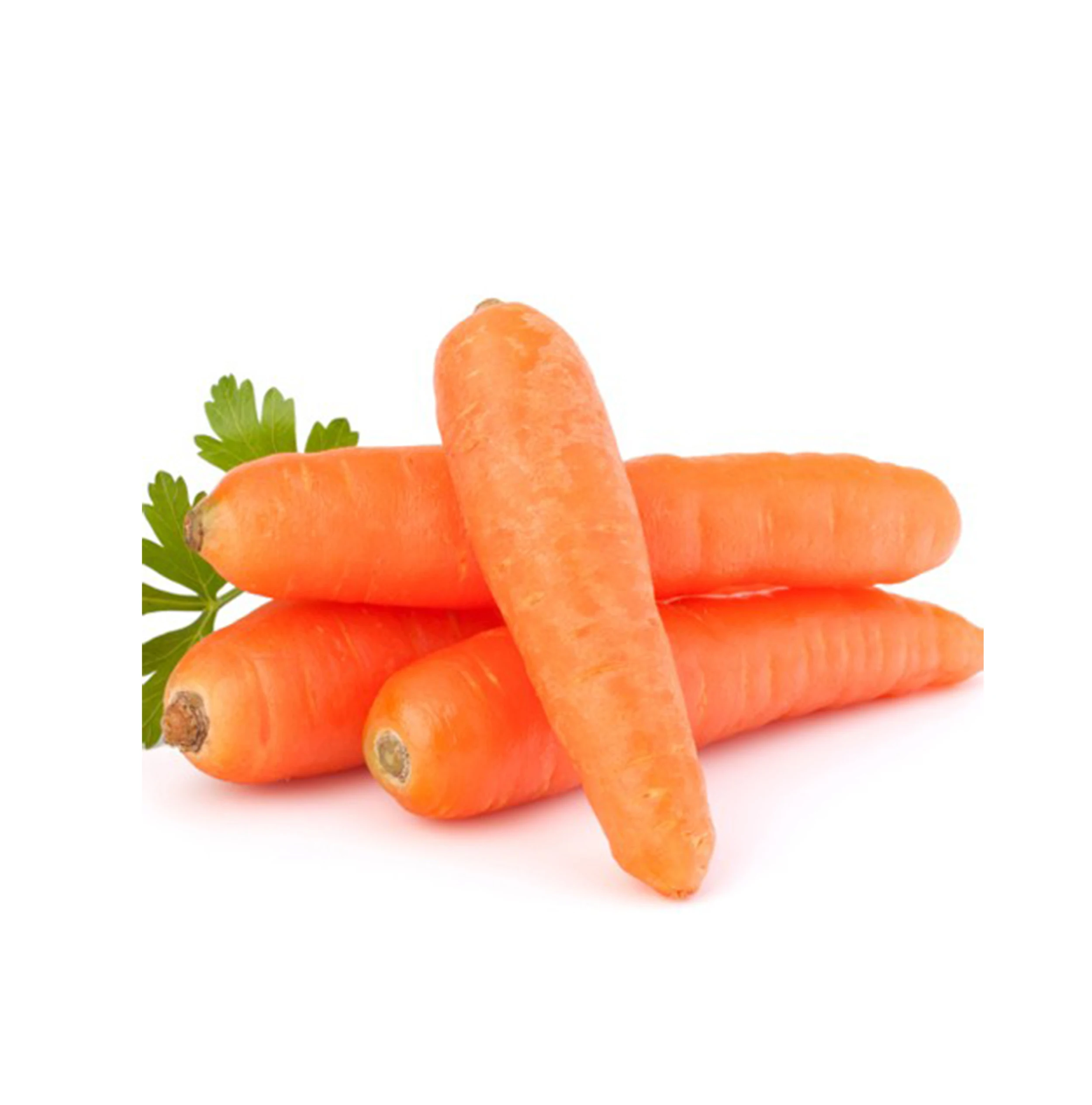 2023 NEW Carrot fresh organic carrots high quality in carton S M L professional export fresh carrot hot sale