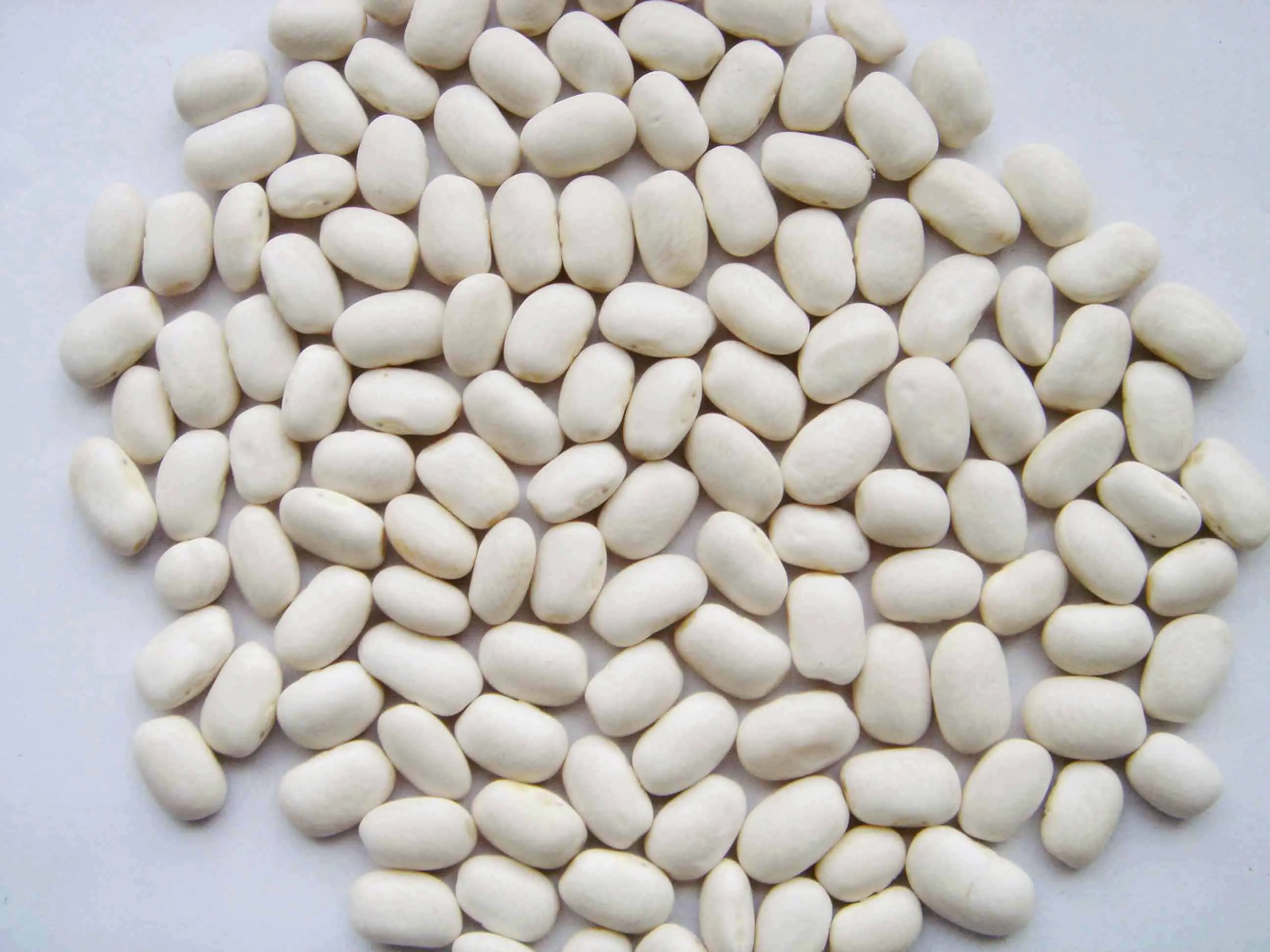 Organic white kidney beans for sale white kidney beans available  white beans for wholesale