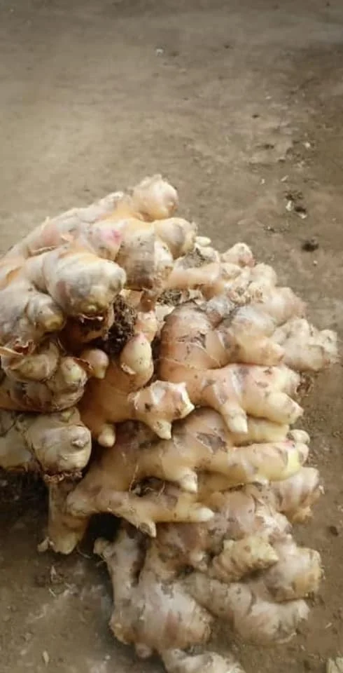 hot sale South Africa fresh ginger water washed fresh ginger factory price fresh ginger