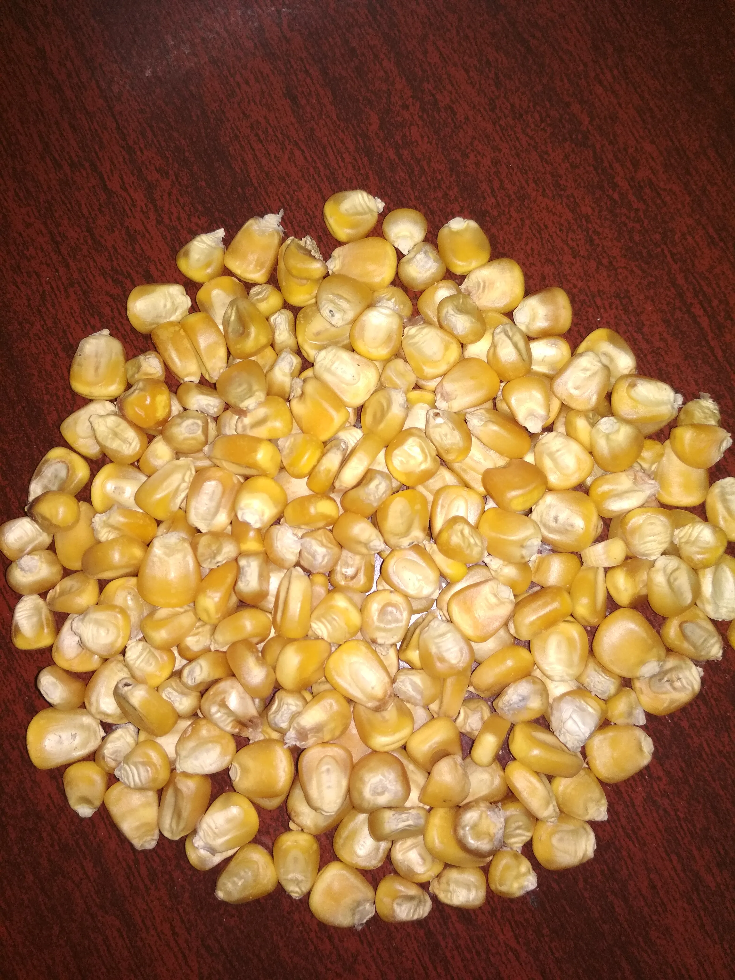 yellow corn wholesale available for export