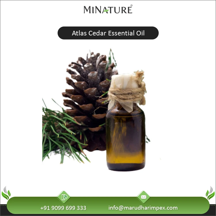 Globally Wholesale Supply Highest Quality 100% Natural and Organic Atlas Cedar Essential Oil at Best Market Price
