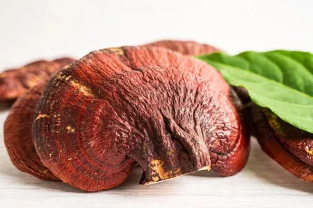 Dried Vietnam Wild Red Reishi Mushroom- Ganoderma Lucidum Slices for Making Tea