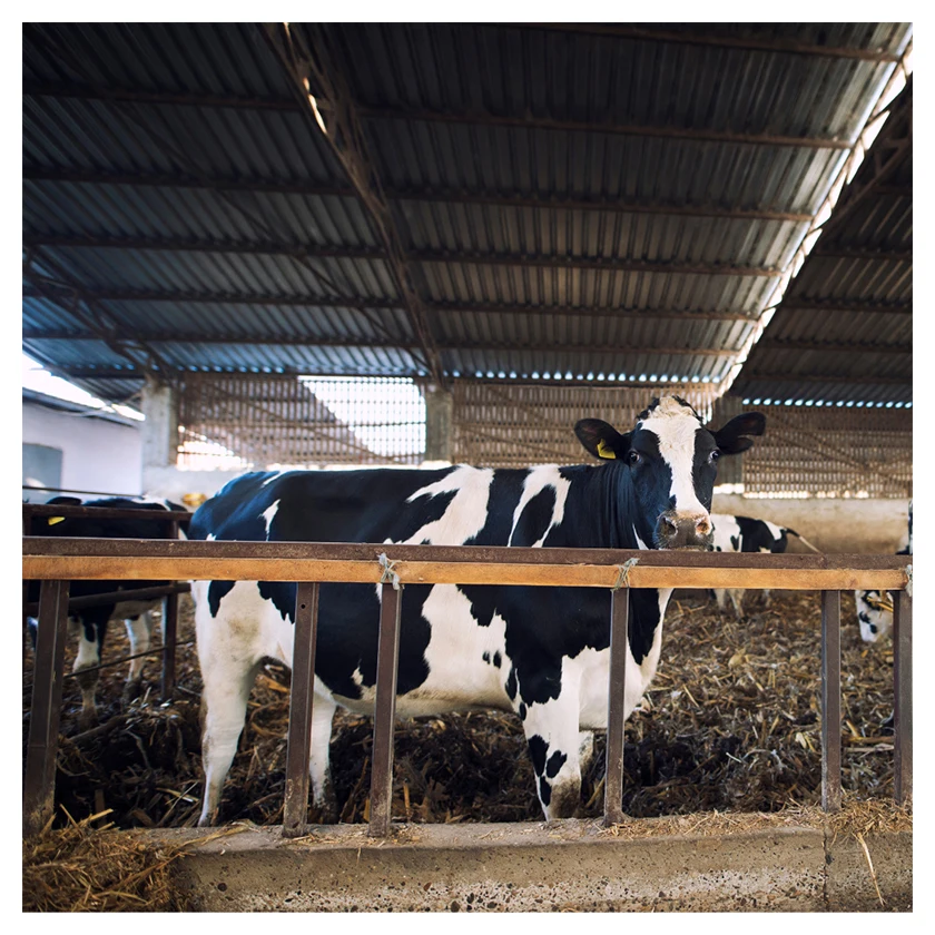 Высокое качество, дешевая онлайн распродажа, поставщик, экспортная спецификация, кусочки продуктов, мясо, белок, Бразильская замороженная говядина