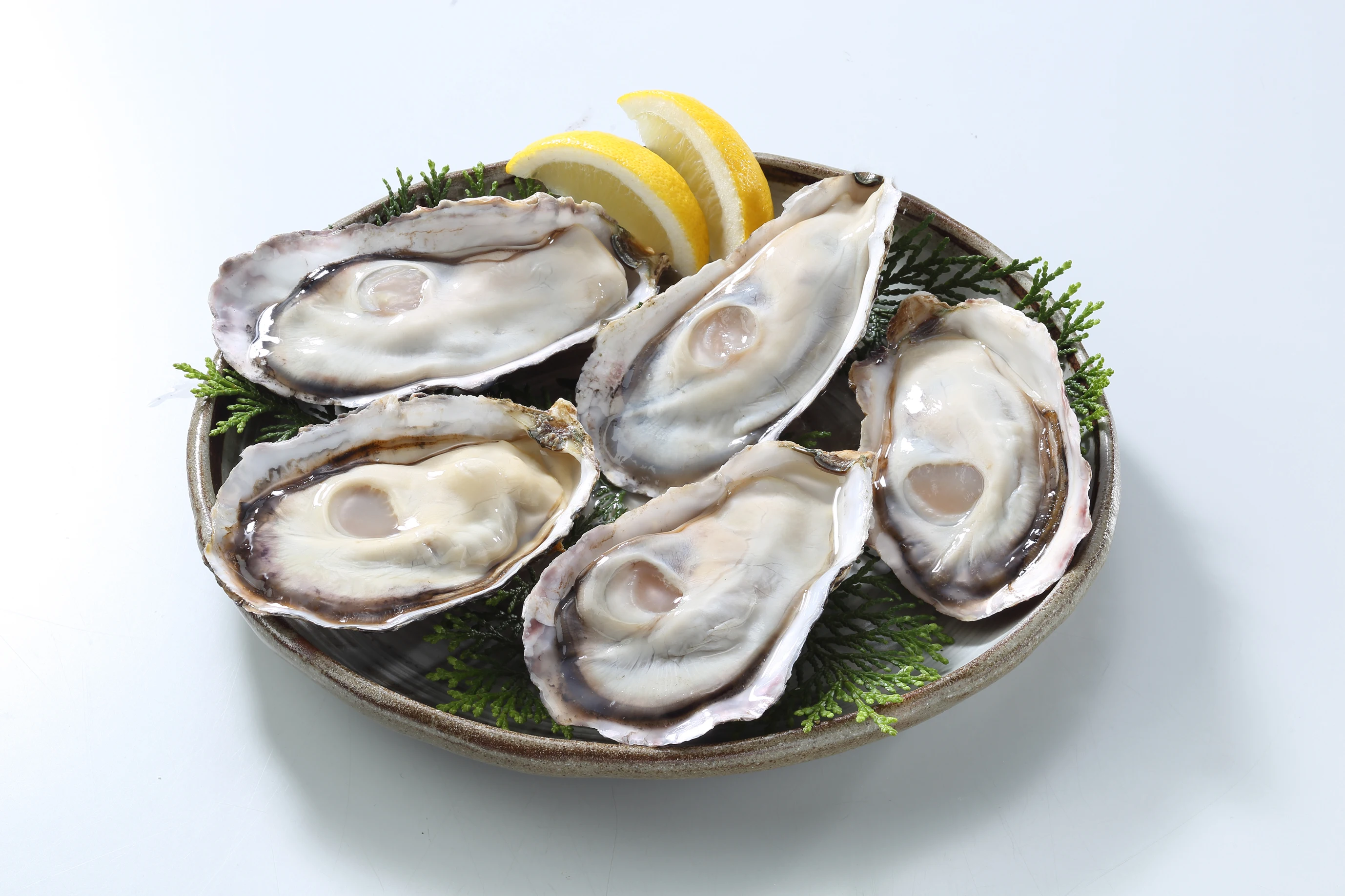 Frozen SMART OYSTER FRESH, EAZY TO EAT, eaten all seasons, no food loss Frozen Oyster with Shell