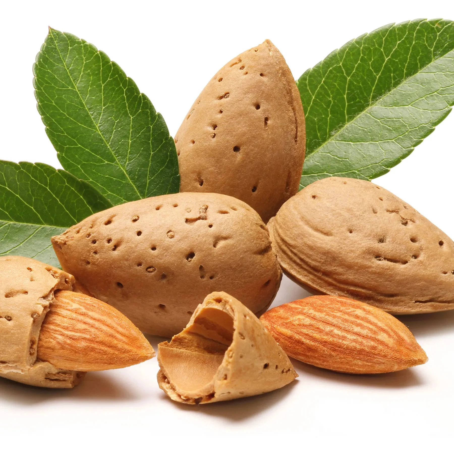 Wholesale 100% premium-Quality Shelled Natural Delicious Almonds 10 kg almond nuts At Wholesale Prices Nut in reasonable price