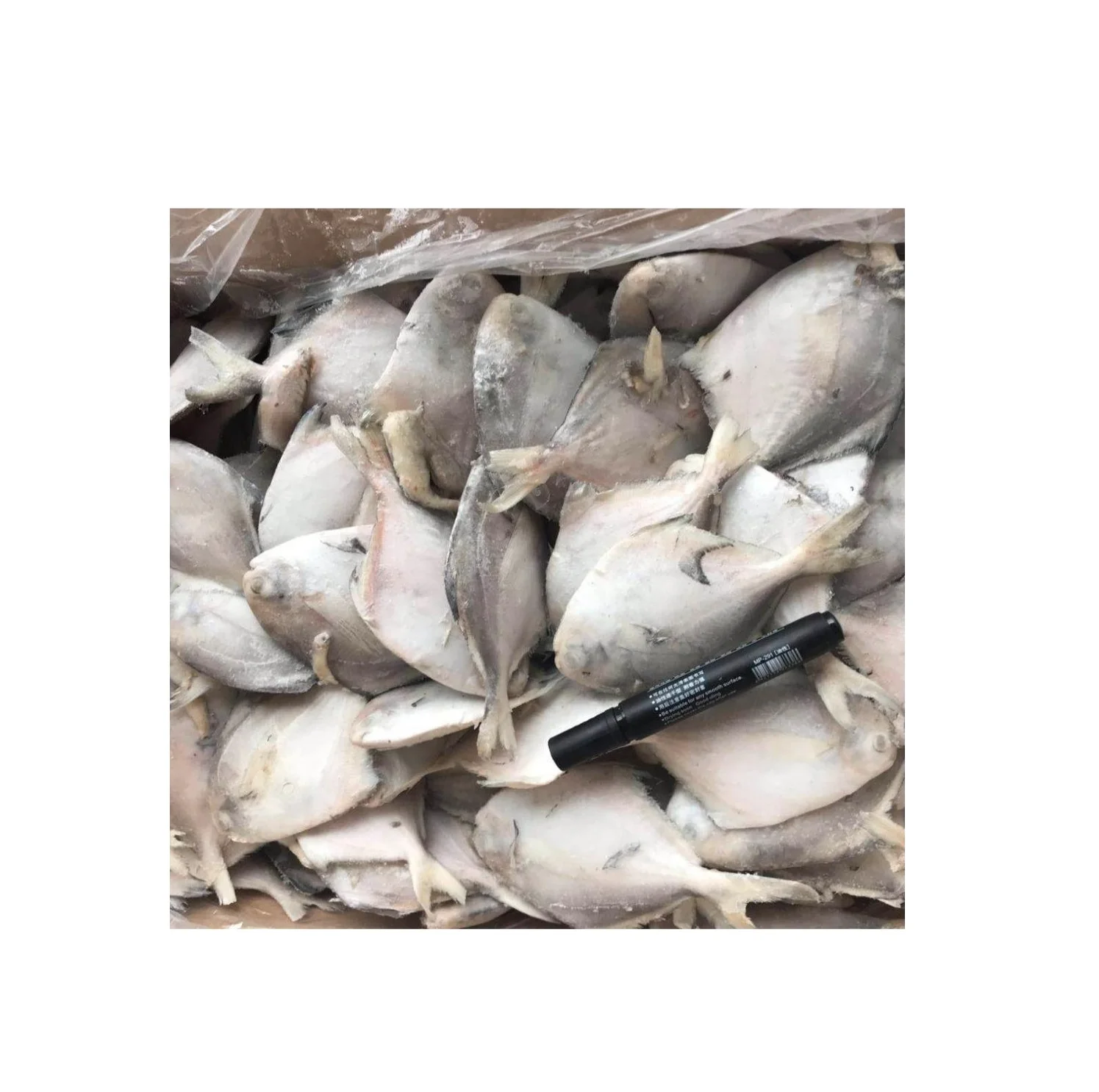 white silver frozen pomfret fishes nutritious no salt white Frozen Pomfret Fish