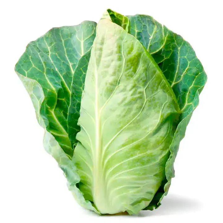 Cheap Fresh Vegetable  Cabbages Available