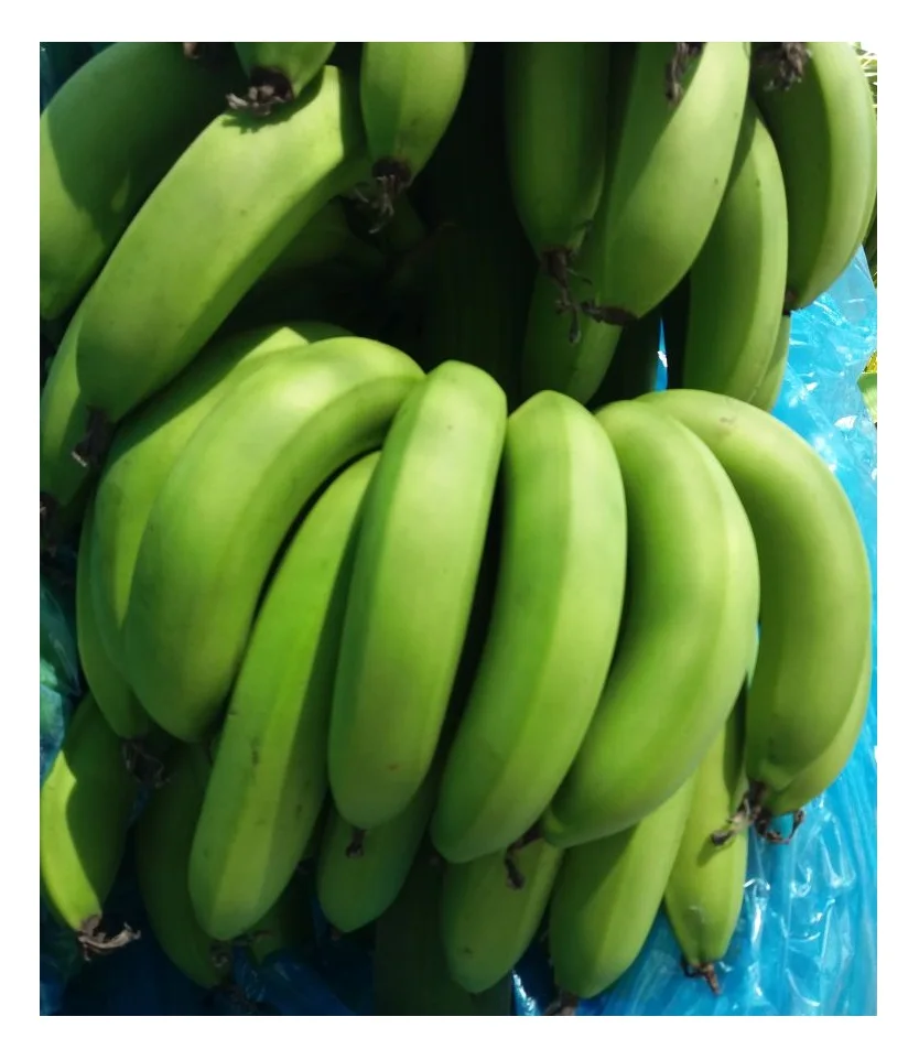 Hot Sale Fresh Bananas Green Cavendish Banana / Tropical Plantains Fresh Green Bananas Cavendish Fresh Fruit From Vietnam