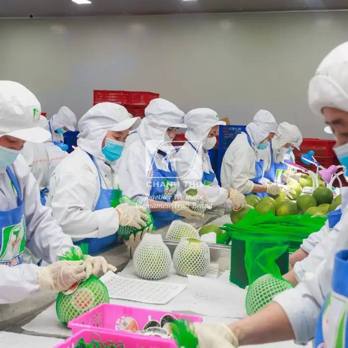 Top Fresh Honey pomelo Wholesale Slightly Sour And Less Seed Pomelo Fruit Fresh Pomelo Red/White Meat For Export