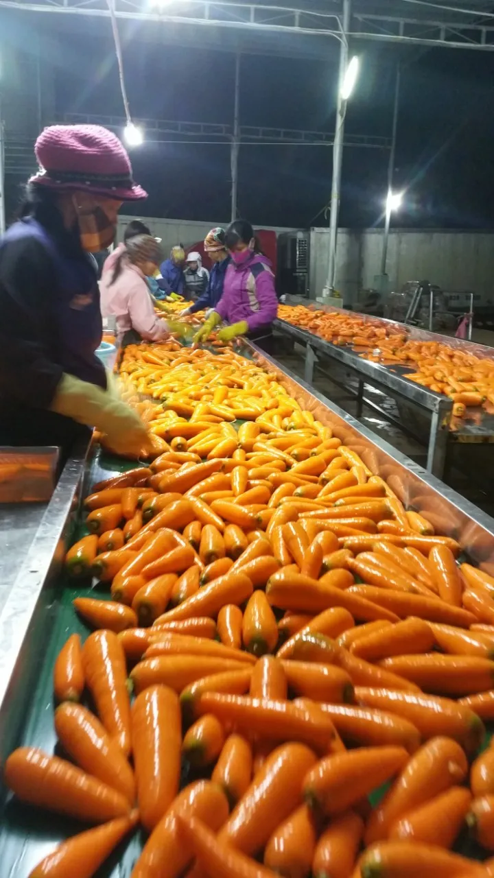 Professional Vietnam Carrot Supplier Rich Quality Bulk Selling Fresh Red Carrots at Wholesale Price