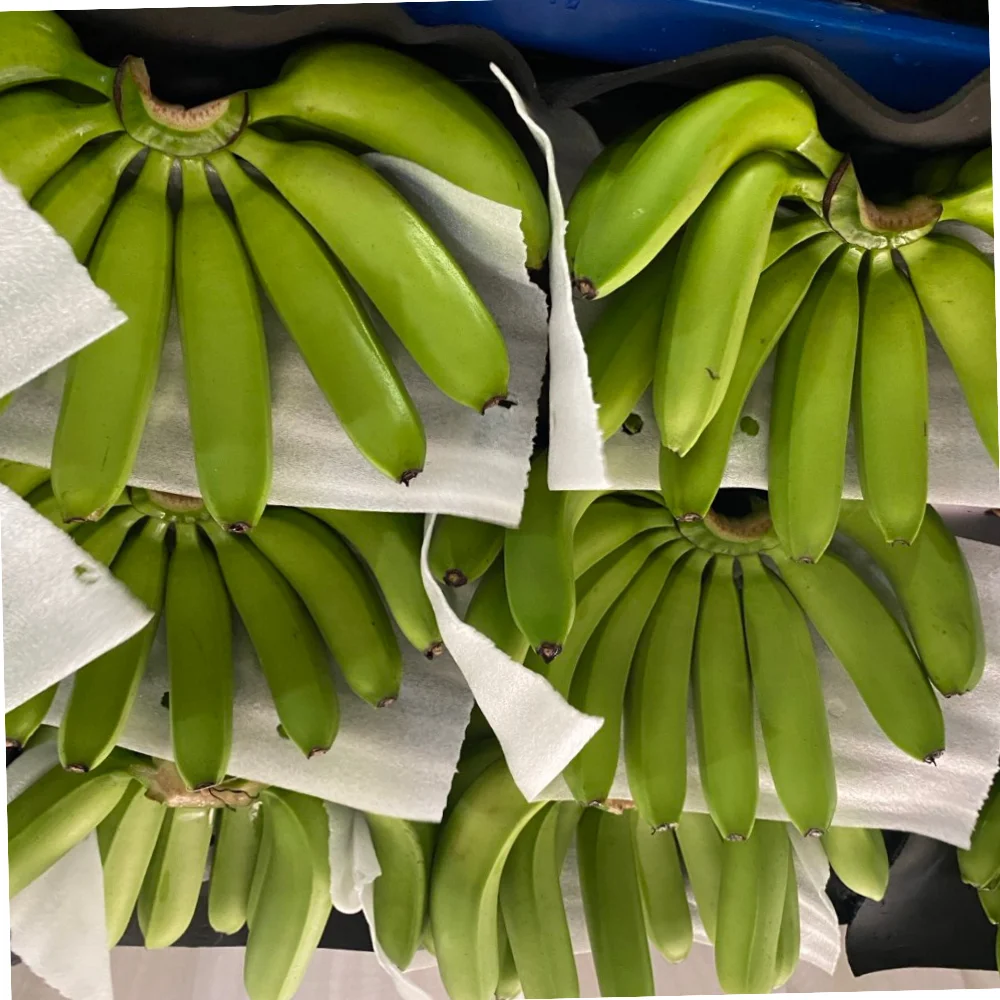 CAVENDISH Banana Fresh Bananas  Green To Export 100% Natural Organic Food Wholesale From Vietnam Manufacturer