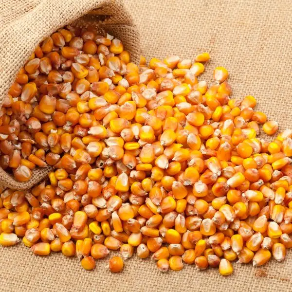 yellow maize11.jpg