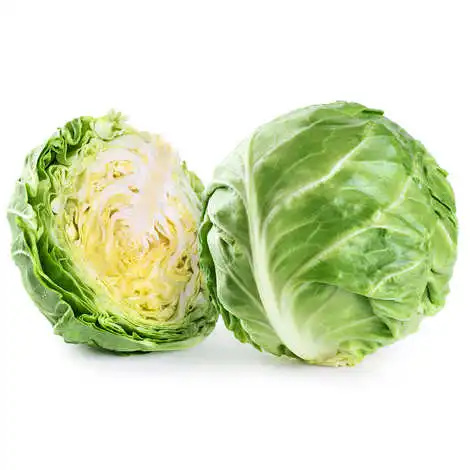 wholesale delicious exporting brands fresh organic cabbage.