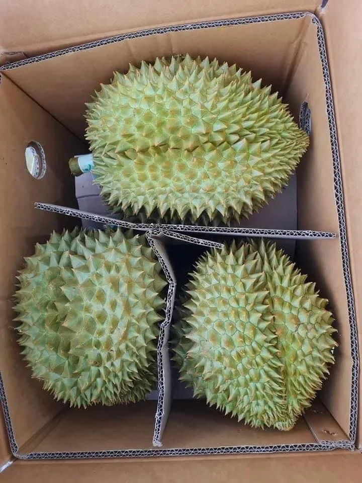 Fresh Durians Thailand Premium Monthong Durian From Thailand