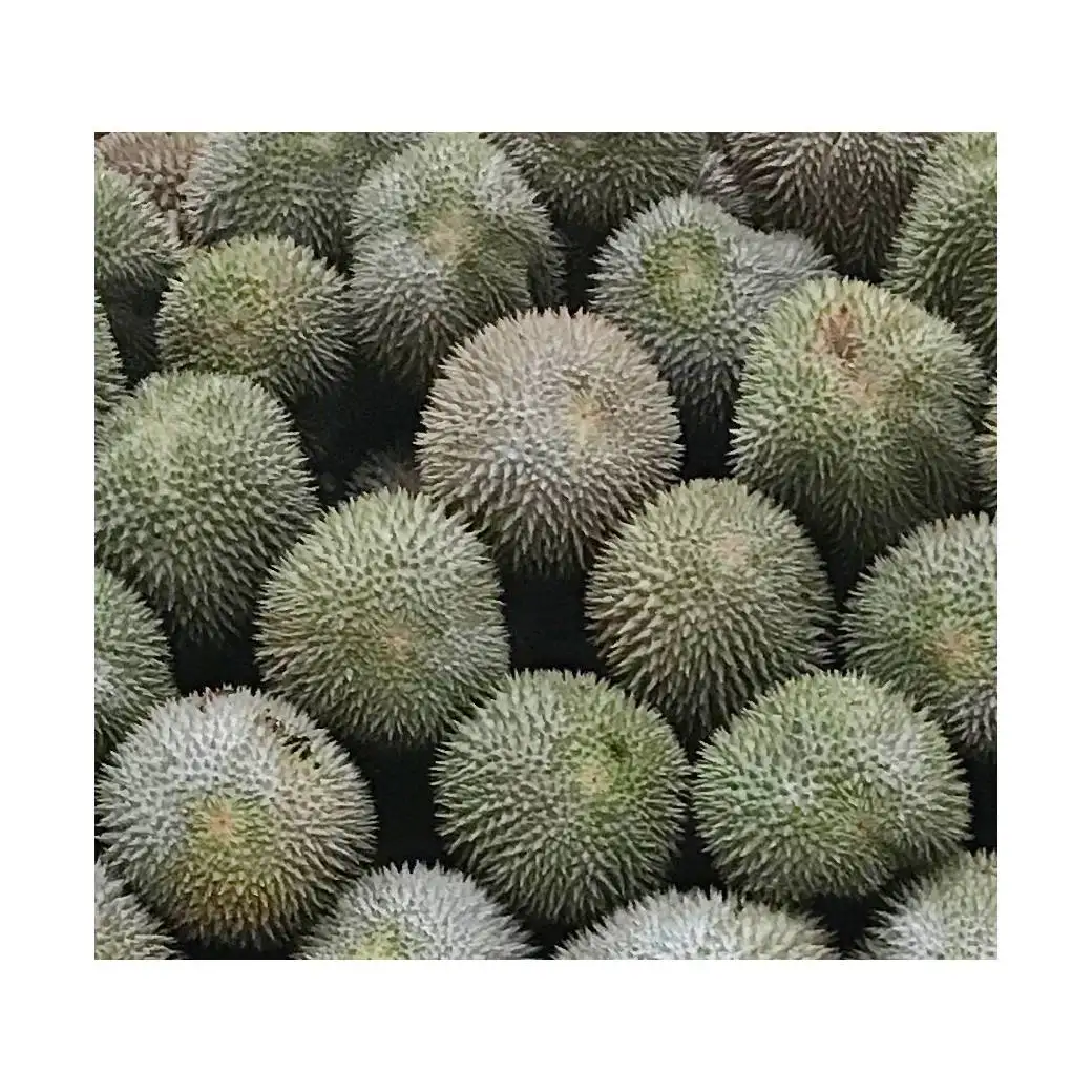 Top Selling High Quality Premium Grade Fruit Malaysia 2.2kg Weight Frozen Fresh Durian Long Shelf Life Fruit Netting Packaging