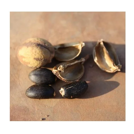 Original 100% Dried Natural Jatropha Seeds At Cheap Wholesale Price