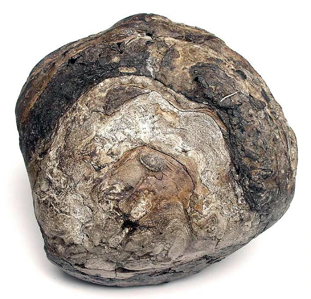 Buy Ambergris Cheap Price for Perfume Manufacturing Free Shipping / High Quality Whale Vomit Ambergris Natural Organic Intestine