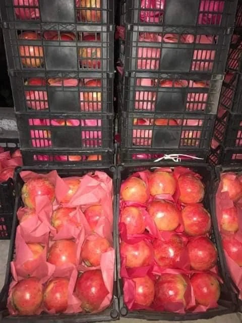 Свежий гранат