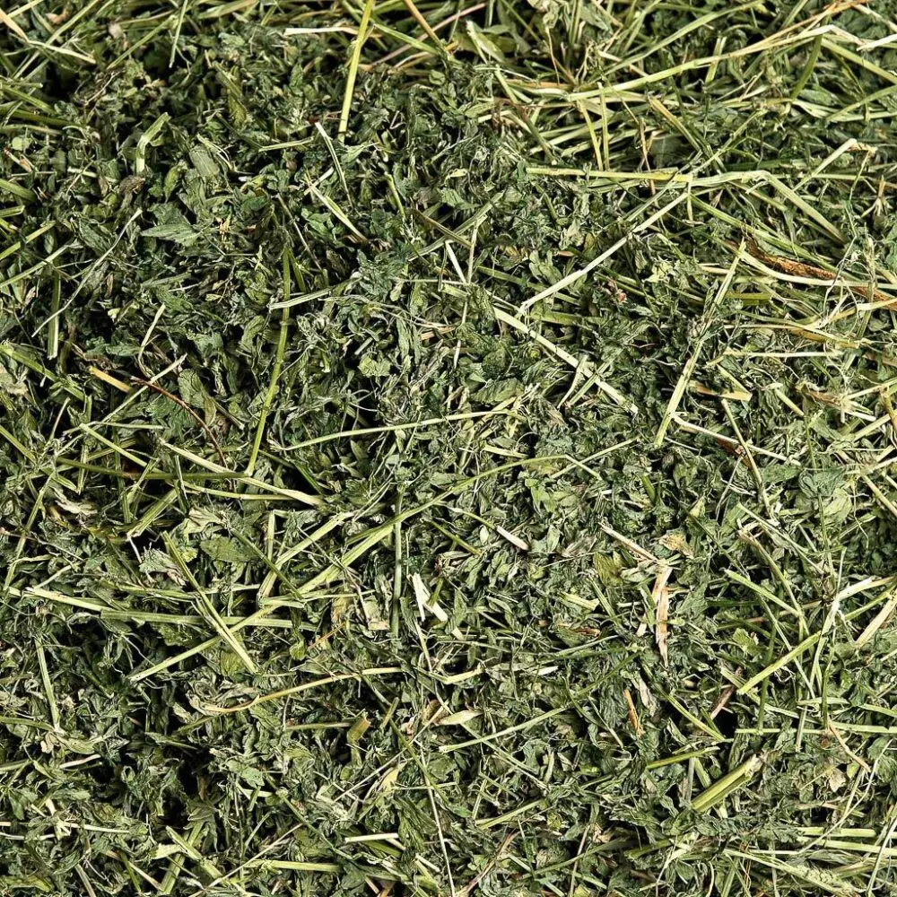 Alfalfa.jpg
