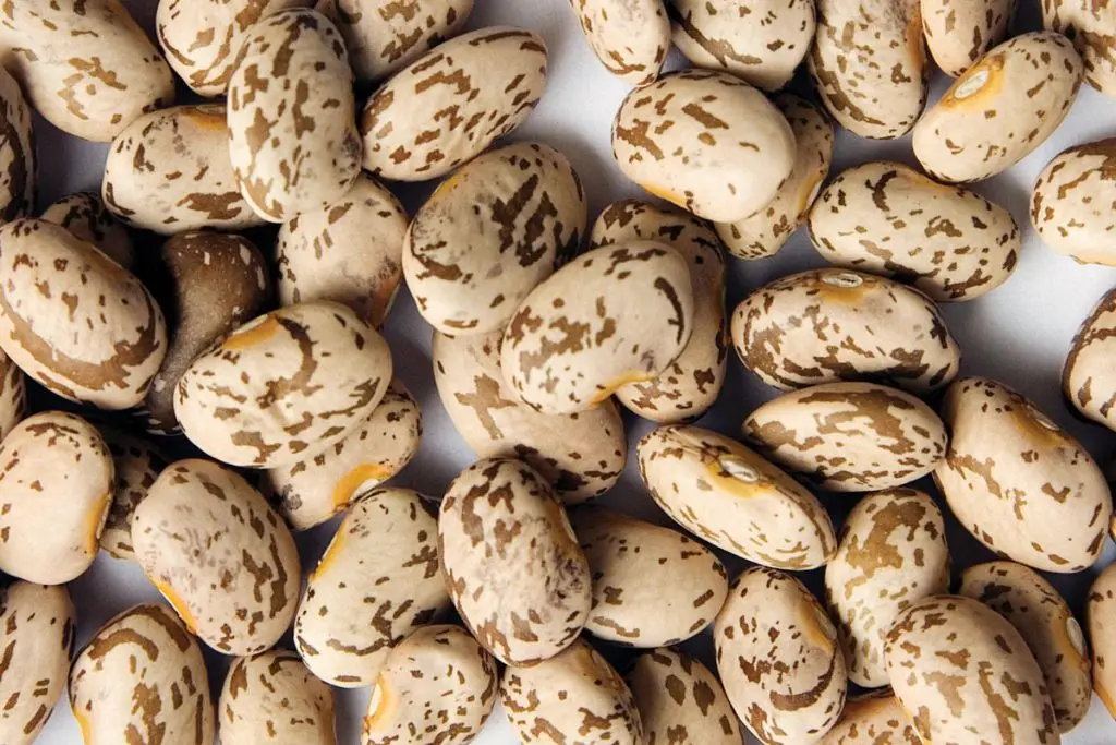 Beans in Tomato Sauce Red KOSHER Style Packaging Shelf Water Type Life Shape Year Bean Product ISO Salt HACCP Kidney Ingredients